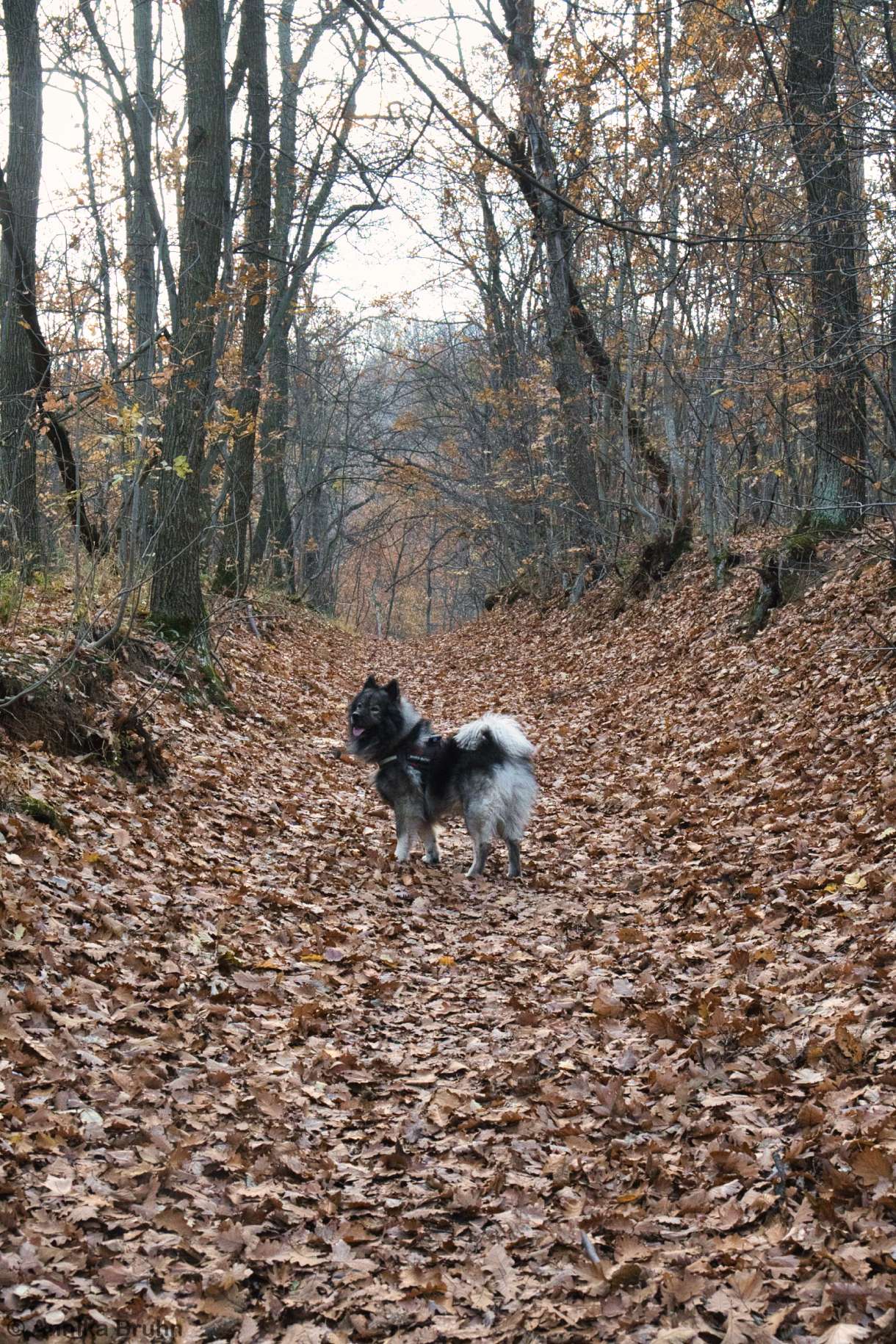 Endlich im Wald flitzen